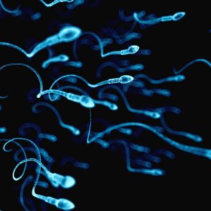 sperm counts study