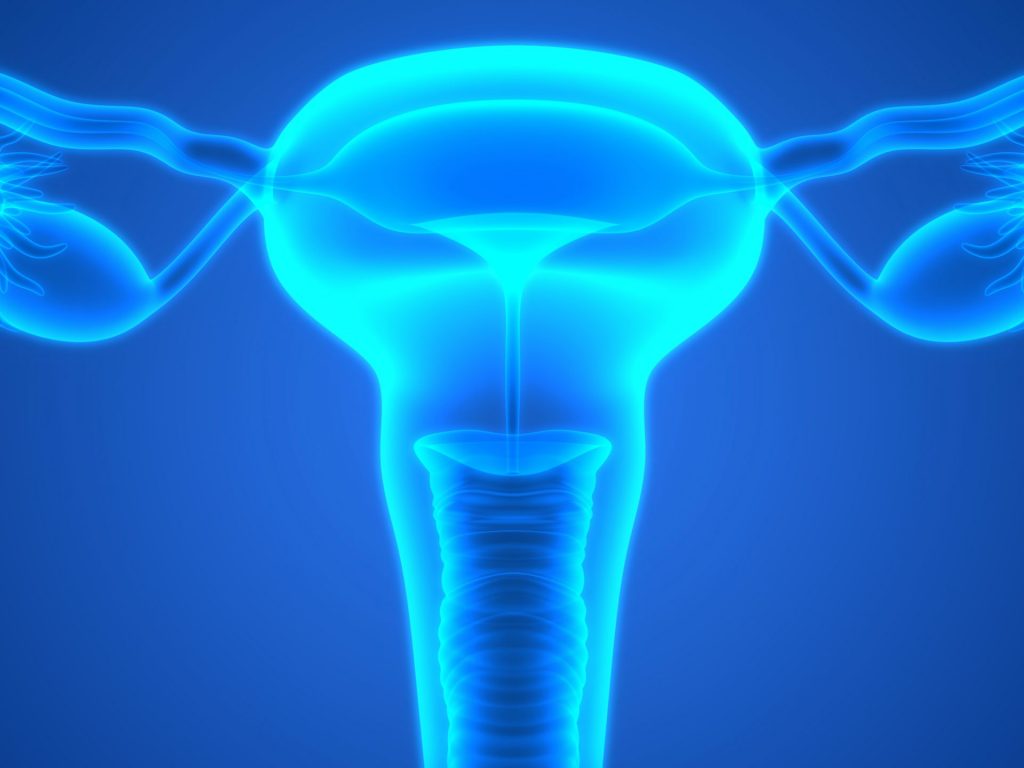 Female,Reproductive,System, ovaries, ovarian cancer