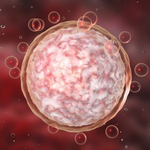 egg cell