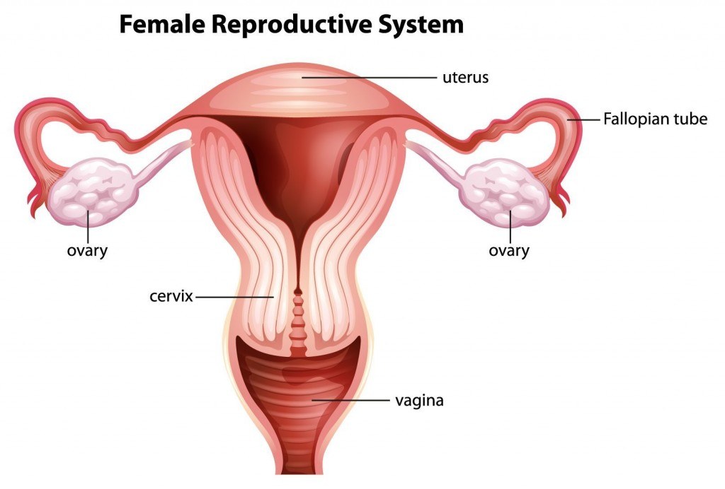 womb-and-fallopian-tubes
