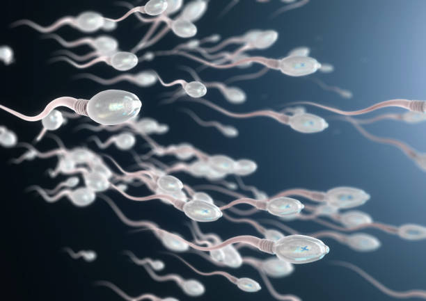 3d Illustration Of Sperm Cells Moving To The Right